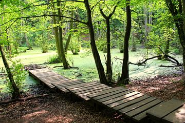 Groene oase van Ostsee Bilder