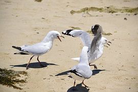 Geen vechtende jongens van Frank's Awesome Travels