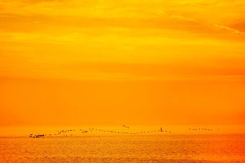 Vogels vliegend boven de Waddenzee tussen Lauwersoog en Schiermonnikoog tijdens zonsondergang