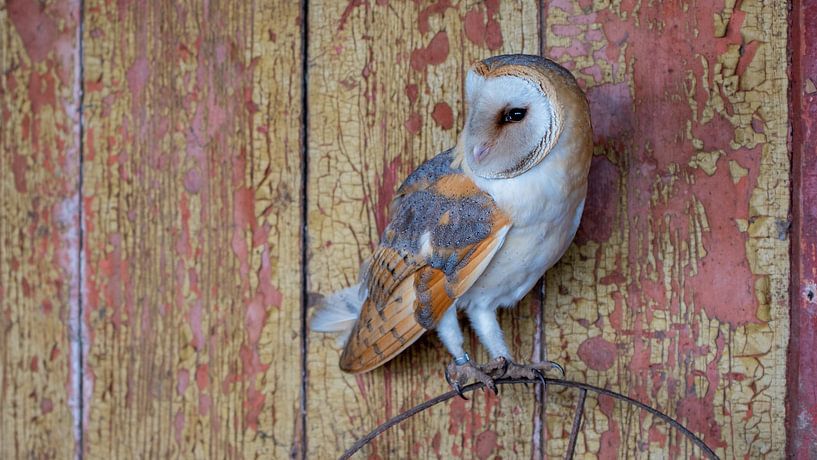 Chouette effraie par Dick van der Wilt