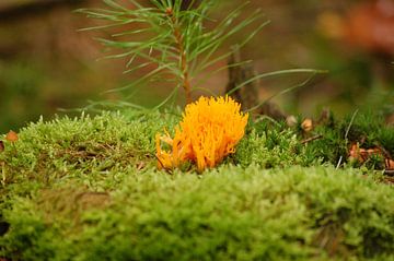 artistieke padde stoel von vanetty onderstal