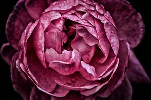 Pink Rose Closeup
