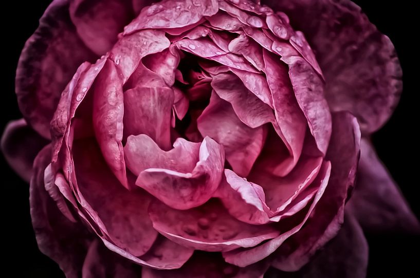 Pink Rose Closeup von Marlika Art