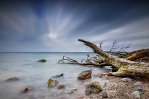 Baum am Ostseestrand