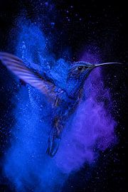 Midnight Pulse – Explosiver Fine-Art-Kolibri in Indigo- & -Violett-Energie