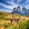Guanaco near Torres del Paine, Patagonia by Dieter Meyrl