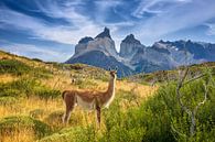 Guanaco bij Torres del Paine, Patagonië van Dieter Meyrl thumbnail