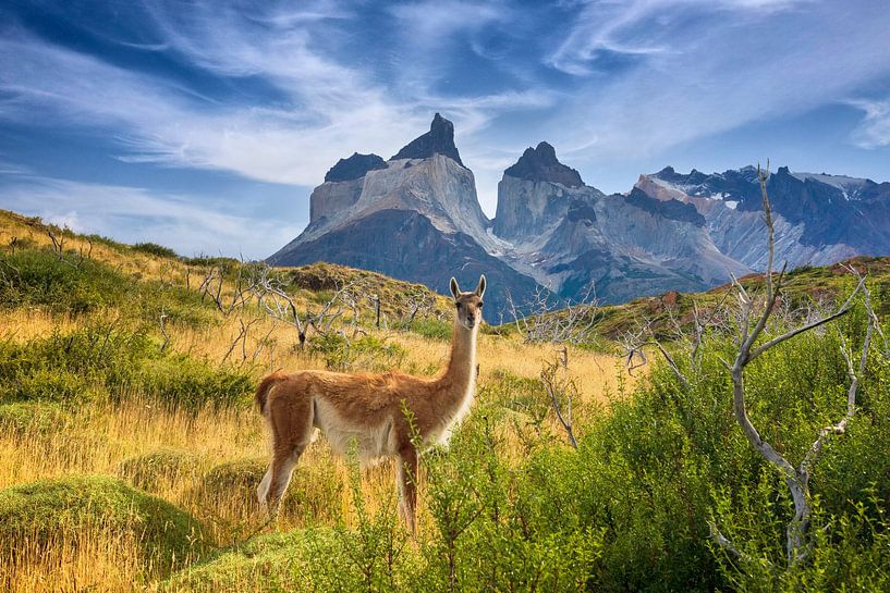 Guanaco bij Torres del Paine, Patagonië van Dieter Meyrl