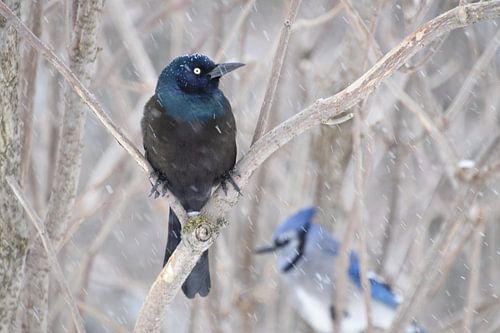 Een gebronsde grackle in het voorjaar