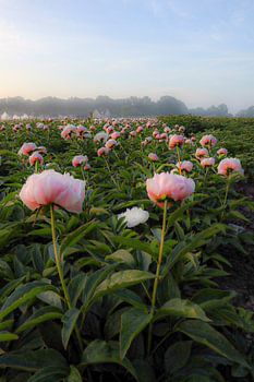 Blumenfeld, eingehüllt in Bodennebel