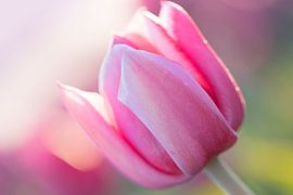 Tulpen uit het Noorden, Garsthuizen van Ronnie Schuringa