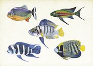 Tropical fish by Jasper de Ruiter thumbnail