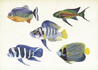 Tropische Fische