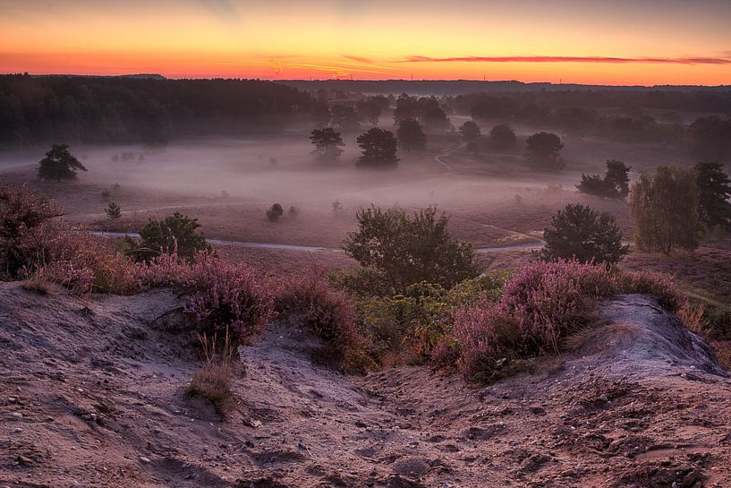 Paarse gloed over de bloeiende heide by Marc Crutzen