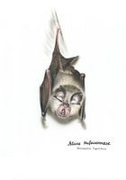 The fine nose of the night - lesser horseshoe bat (Rhinolophus hi