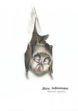 Die feine Nase der Nacht – Kleine Hufeisennase (Rhinolophus hi