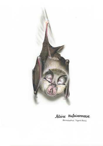 Le nez fin de la nuit - Petit rhinolophe (Rhinolophus hi