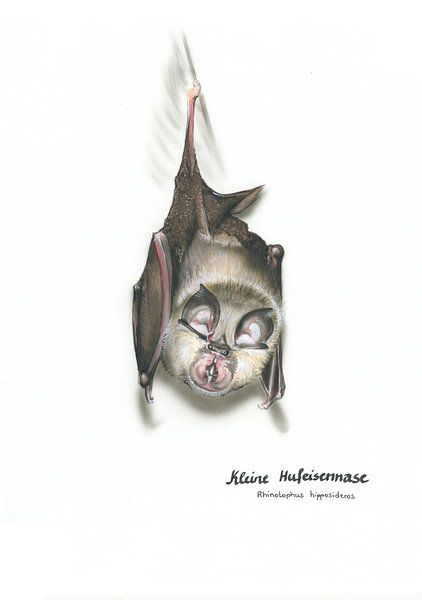 Die feine Nase der Nacht – Kleine Hufeisennase (Rhinolophus hi von WeltReisender Magazin