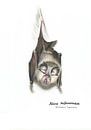 Die feine Nase der Nacht – Kleine Hufeisennase (Rhinolophus hi von WeltReisender Magazin Miniaturansicht