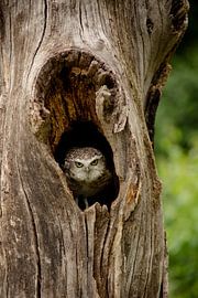 Owl hiding in a tree by Joyce Beukenex
