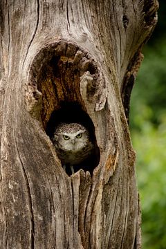 Hibou se cachant dans un arbre sur Joyce Beukenex