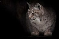 The reddish lynx looks with interest by Michael Semenov thumbnail