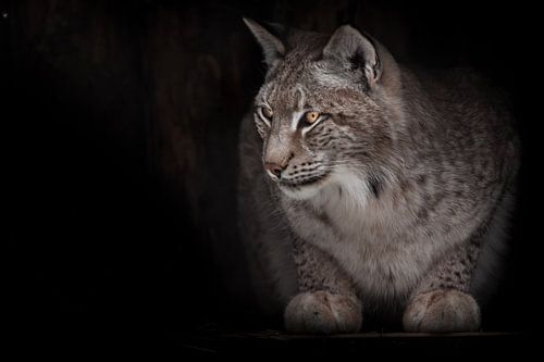 De roodachtige lynx kijkt met belangstelling