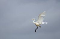 A.alba