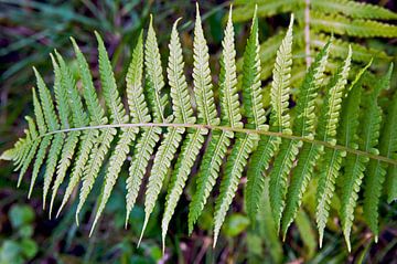 Enchanting ferns in late summer light by Silva Wischeropp