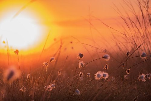 Cotton grass in the morning backlight