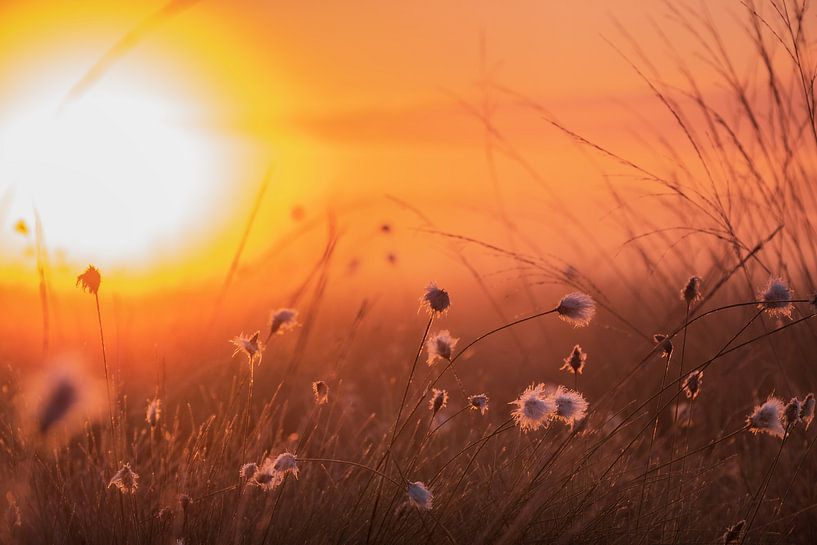 L'herbe à coton dans le rétro-éclairage du matin par Kurt Krause