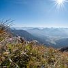 Edelweis am Gipfel des Aggenstein mt Blick auf das Tannheimer Tal, Allgäuer Alpen wie den Hochvogel von Leo Schindzielorz