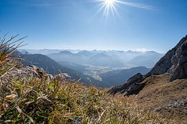 Edelweiss on the summit of the Aggenstein, with views of the Tannheimer Valley and the Allgäu Alps, including the Hochvogel by Leo Schindzielorz