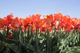 Tulpenveld von Marjolein de Boer-Muller