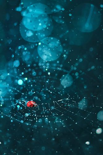 Macro Foto van Lieveheersbeestje in Spinnenweb met Dauwdruppels - Natuurkunst voor Uw Interieur