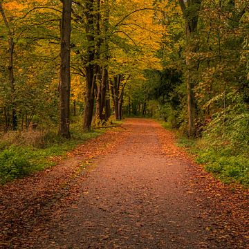 Bospad in de herfst van Patrick Herzberg