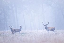 Edelherten in de rijp en mist van Ina Hendriks-Schaafsma