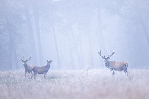 Edelherten in de rijp en mist