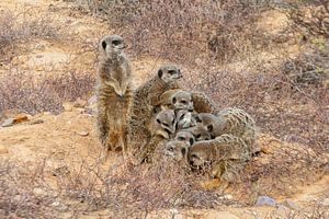 Erdmännchen-Familie zusammen in der Karoo in Südafrika