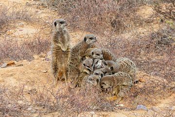 Stokstaartjes familie samen in de Karoo in Zuid Afrika van Patricia Hofmeester