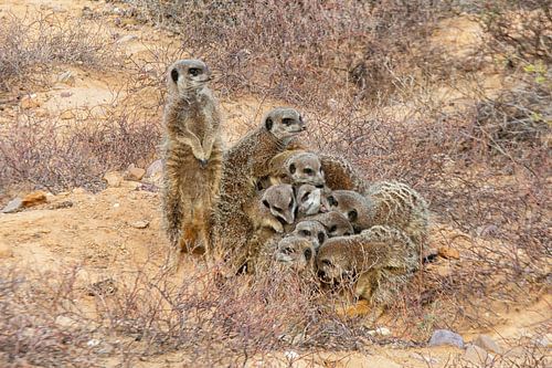 Famille de suricates dans le Karoo en Afrique du Sud