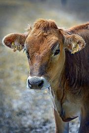 Calf by Lisette van Peenen