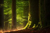 Forest after the rain by Jeroen Lagerwerf thumbnail