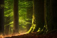 Forest after the rain
