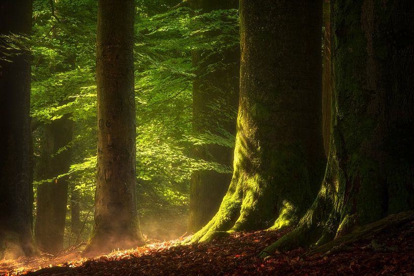 Forest after the rain by Jeroen Lagerwerf