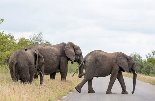 group elephant in kruger park