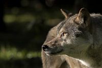 Wolf eyes 2