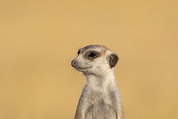 Meerkat by GoWildGoNaturepictures