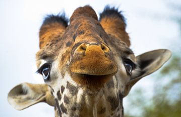 giraffe, Kenia van Jan Fritz