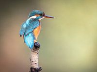 IJsvogel
